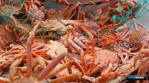 Краб в воде обойдется в десятки миллиардов 