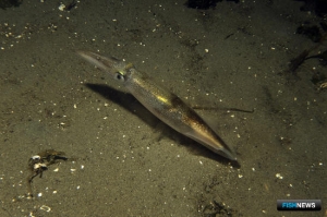 Американскому кальмару стало тяжелее &laquo;проскользнуть&raquo; в КНР