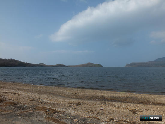 Кунаширу продлили горбушовую путину Кунаширу продлили горбушовую путину