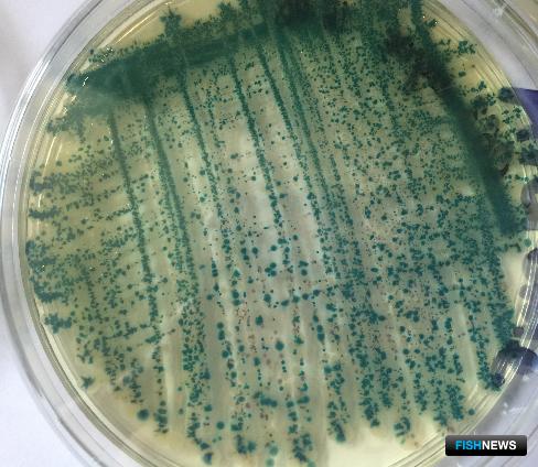 Ученые продолжат наблюдение за здоровьем крымских устриц