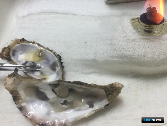 Ученые продолжат наблюдение за здоровьем крымских устриц