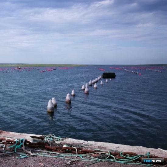 Ученые продолжат наблюдение за здоровьем крымских устриц