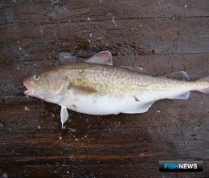 Минсельхоз предложил расширить механизм инвестквот