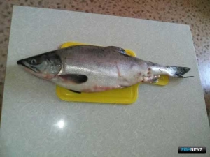 Курильские рыбаки помогают Сахалину с горбушей