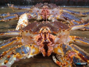 Крабовые аукционы все ближе