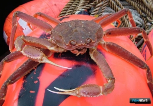 Добытчикам краба опилио готовят новый аукцион