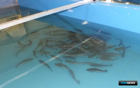 Минсельхоз выпустил правила по борьбе с миксобактериозами