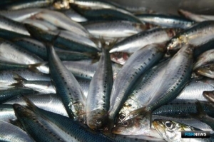 Наука рекомендует поймать больше иваси