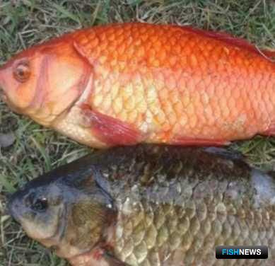 «Золотую рыбку» поймали в Якутии