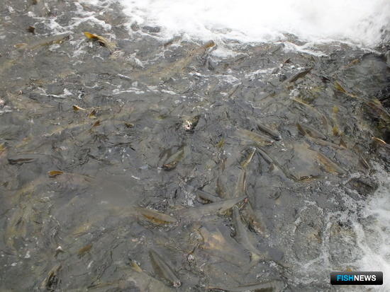 Северо-восток Сахалина включается в кетовую путину