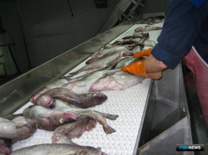 Власти поддержат строительство судов под квоты разнорыбицы