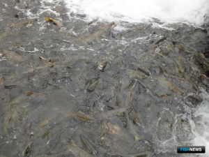 Северо-восток Сахалина включается в кетовую путину