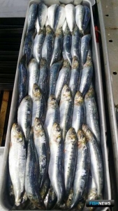 Прибавку по иваси официально утвердили