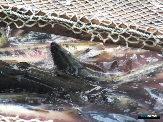 Еще одному заливу Итурупа прописали сроки кетовой путины Еще одному заливу Итурупа прописали сроки кетовой путины