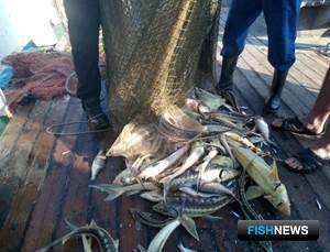 Нагул осетровых в Северном Каспии проверили ученые