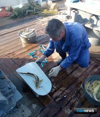 Нагул осетровых в Северном Каспии проверили ученые Нагул осетровых в Северном Каспии проверили ученые