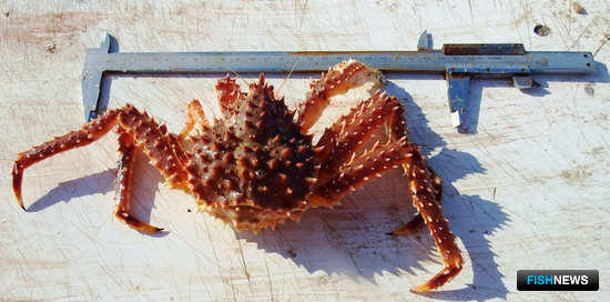 Краб Баренцева моря отправился на восток