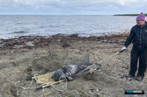 Тайны редкого тюленя хотят раскрыть на Командорах