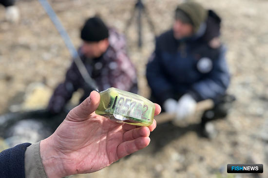 Тайны редкого тюленя хотят раскрыть на Командорах Тайны редкого тюленя хотят раскрыть на Командорах