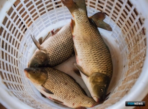 С вирусом карпов будут сражаться по правилам