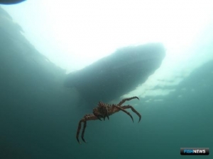 Краб Баренцева моря отправился на восток