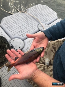 &laquo;Родословную&raquo; кроноцкой нерки поможет узнать ее икра