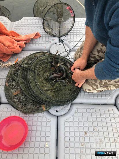 &laquo;Родословную&raquo; кроноцкой нерки поможет узнать ее икра