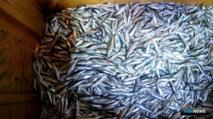 Рыбакам Дагестана рассказали о скоплениях кильки