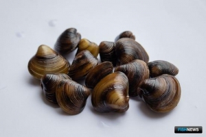 Чужеродный моллюск пригрелся у донской электростанции