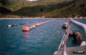 Новая Зеландия запланировала рывок в развитии аквакультуры