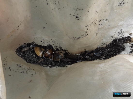 Чужеродный моллюск пригрелся у донской электростанции Чужеродный моллюск пригрелся у донской электростанции