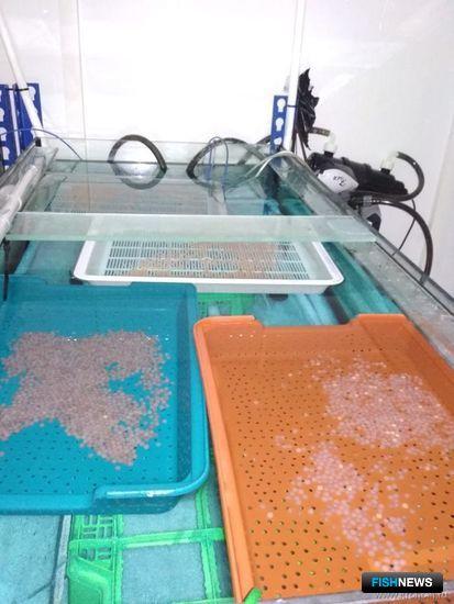 &laquo;Родословную&raquo; кроноцкой нерки поможет узнать ее икра