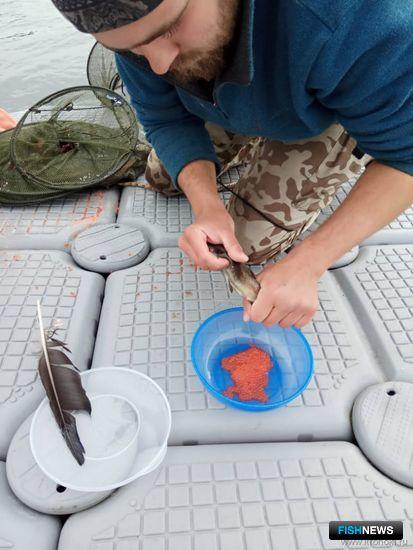 &laquo;Родословную&raquo; кроноцкой нерки поможет узнать ее икра