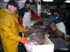 Наблюдатели готовятся к старту промысла клыкача