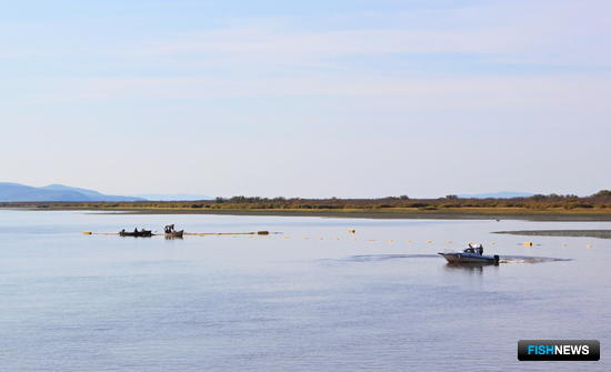 Осенней кете на Амуре объявили «выходные» Осенней кете на Амуре объявили «выходные»