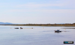 Осенней кете на Амуре объявили &laquo;выходные&raquo;