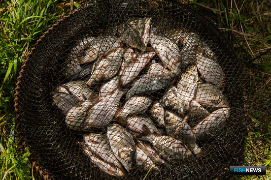 Для защиты карпов от опасных паразитов выпустили инструкцию Для защиты карпов от опасных паразитов выпустили инструкцию