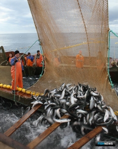 Ученые оценили качество лососевых прогнозов для Камчатки