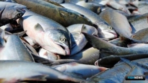 Колыма составила хронику рекордной путины