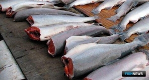 На Аляску пришло много нерки