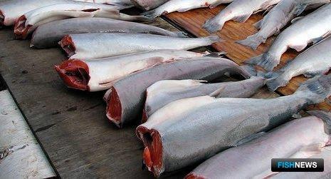 На Аляску пришло много нерки