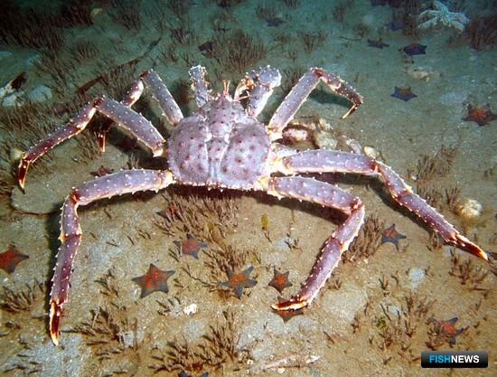 По крабовому аукциону стартует новый этап