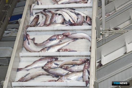 Современный рыбоперерабатывающий комплекс запущен на Камчатке