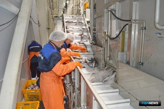 Современный рыбоперерабатывающий комплекс запущен на Камчатке