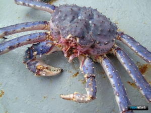 Крабовый аукцион: процесс пошел