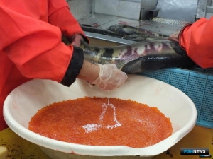 Депутаты предложили возобновить поддержку лососеводов