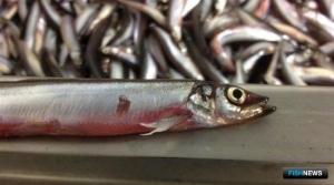 Ученые обнаружили мало мойвы на Севере