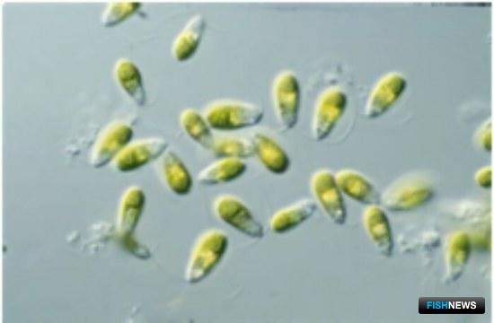 АзНИИРХ тоже за хлореллу в аквакультуре АзНИИРХ тоже за хлореллу в аквакультуре