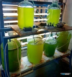 АзНИИРХ тоже за хлореллу в аквакультуре 