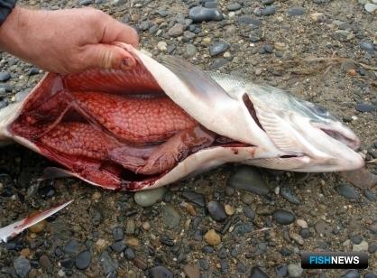 В Магаданской области раскрыли браконьерский &laquo;подряд&raquo;